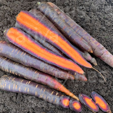 Gulerod. Lilla (øko)