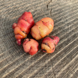 Oca (øko)