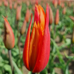 Ballerina. Orange (Øko)