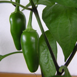 CH20 Chili. Jalapeno (øko)