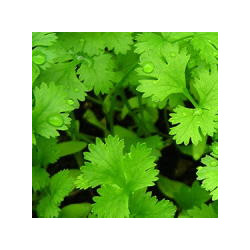 Koriander spirefrø (øko)