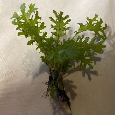 Wasabi-salat (øko)