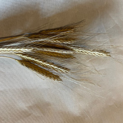 Pyntegræs Hans Larson (øko)