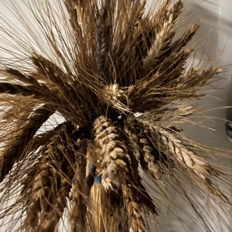 Pyntegræs. Mix (øko)