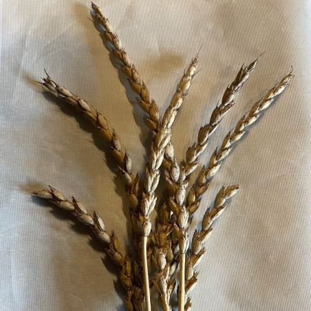 Pyntegræs Otto (øko)