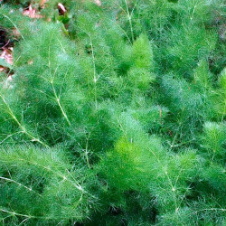 FE20 Fennikel. Blad (øko)