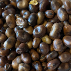 Valske bønner. Vinter (øko)