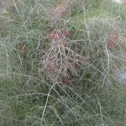 FE30 Fennikel. Bronze (øko)