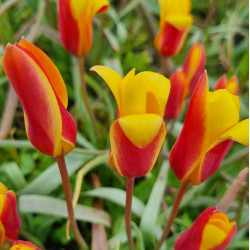 Chrysantha. Gul/rød (øko)