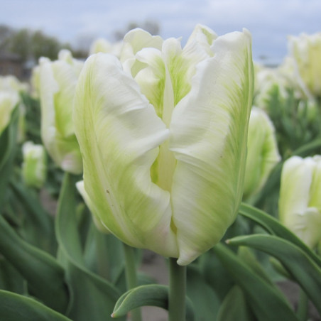 White Rebel. Hvid (øko)
