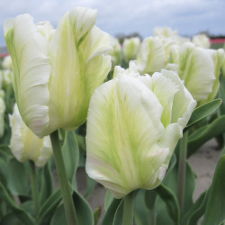 White Rebel. Hvid (øko)