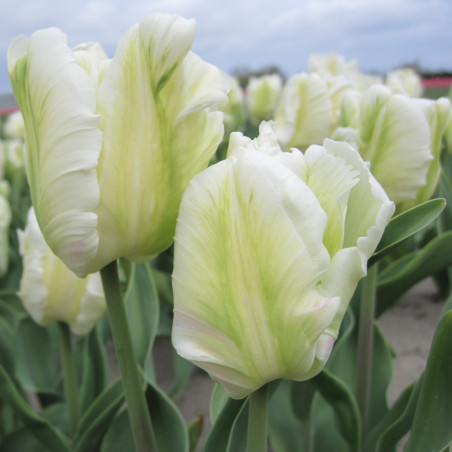 White Rebel. Hvid (øko)