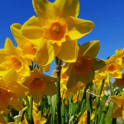 Garden Opera. Gul/Orange (øko)