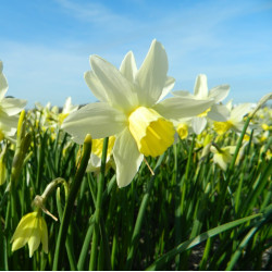 Sailboat. Cremehvid (øko)