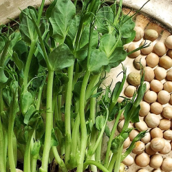 Ærte-spirefrø (øko)