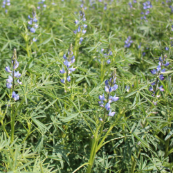 Blå Lupin. Smalbladet (øko)