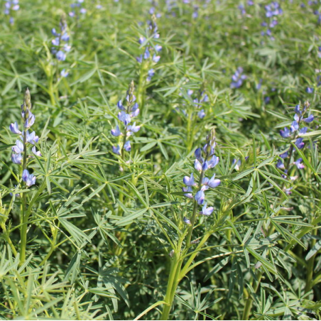 Blå Lupin. Smalbladet (øko)