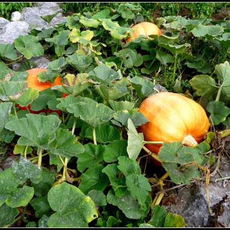 GR10 Græskar. Gul (øko)