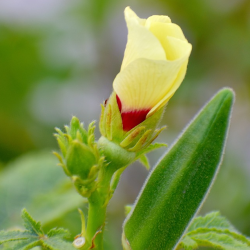 Okra (øko)
