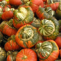 GR30 Bispehue/Tyrkerhue (øko)