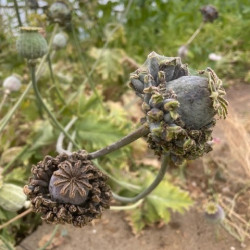 Opiumsvalmue. Hen &...