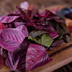Kæmpe spinat. Rød. Arroche...