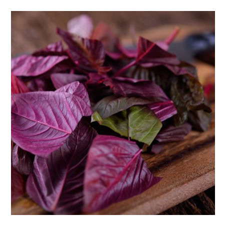 Kæmpe spinat. Rød. Arroche (øko)