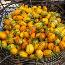 Aubergine. Mini. Stribet...