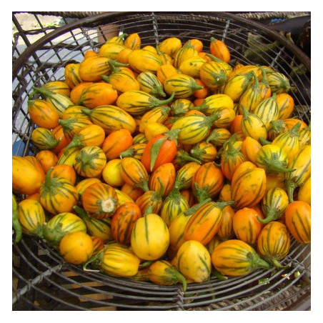 Aubergine. Mini. Stribet Togo (øko)