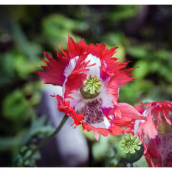 Opiumsvalmue. Dannebrog (Øko)