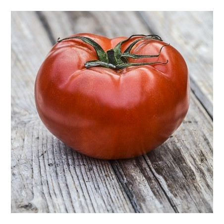 Bøftomat. Kæmpe (øko)