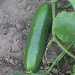 AG30 Drivagurk. Friland