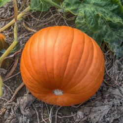 GR50 Græskar. Halloween (øko)