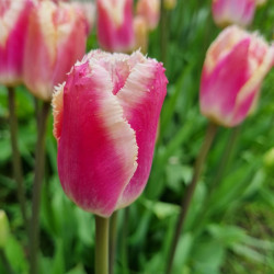 Siesta. Pink/hvid. Frynset...