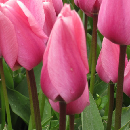 Big Love. Pink (øko)