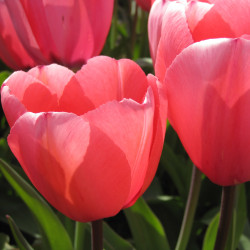 Pink Impression. Pink (øko)