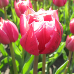 Columbus. Rød/hvid (øko)