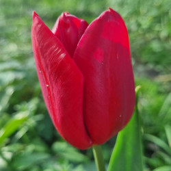 Pallada. Mørkerød (øko)