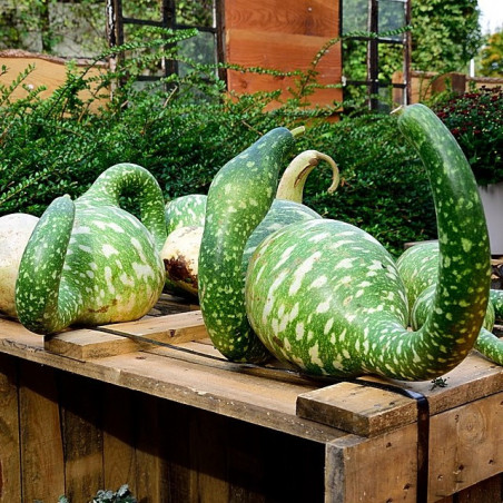 GR70 Kalabas Speckled Swan