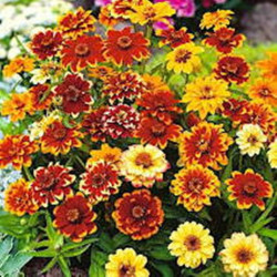 Frøkenhat. Mini  (øko)