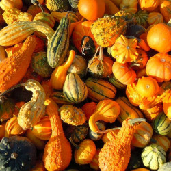 GR75 Pyntegræskar. Mini (øko)