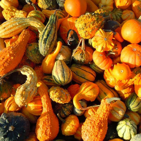 GR75 Pyntegræskar. Mini (øko)