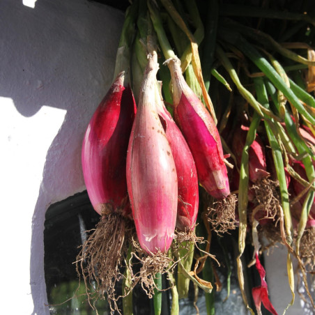 Bananskalotteløg. Rød (øko)