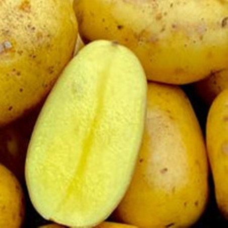 Glorietta. Middeltidlig (øko)