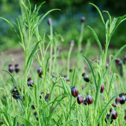 Koriander. Mexikansk (øko)