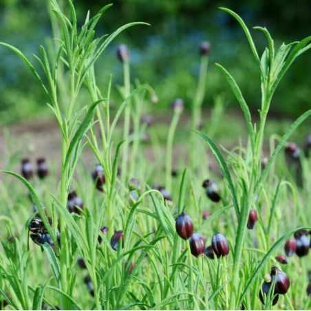 Koriander. Mexikansk (øko)