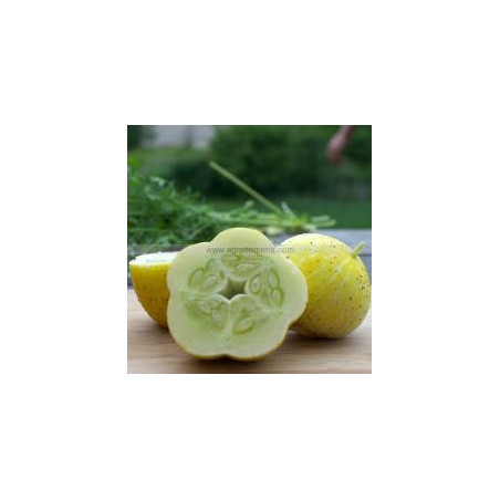 copy of Cocktail agurk (øko)