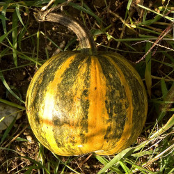 GR80 Styrisk oliegræskar (øko)