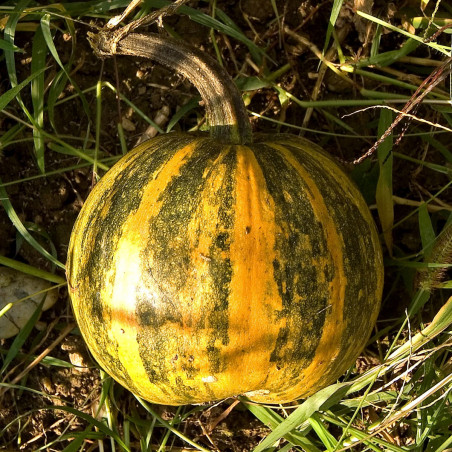 GR80 Styrisk oliegræskar (øko)