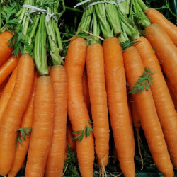 GU15 Gulerod Tidlig (øko)